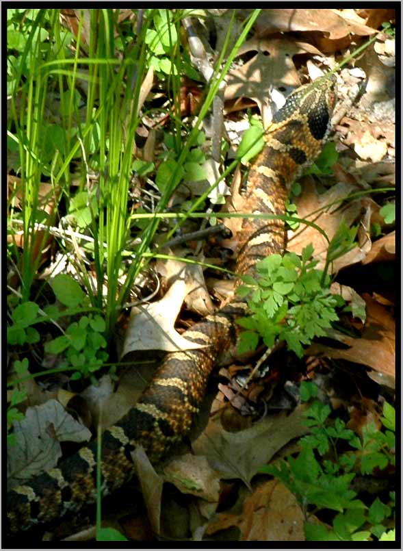 eastern massasauga